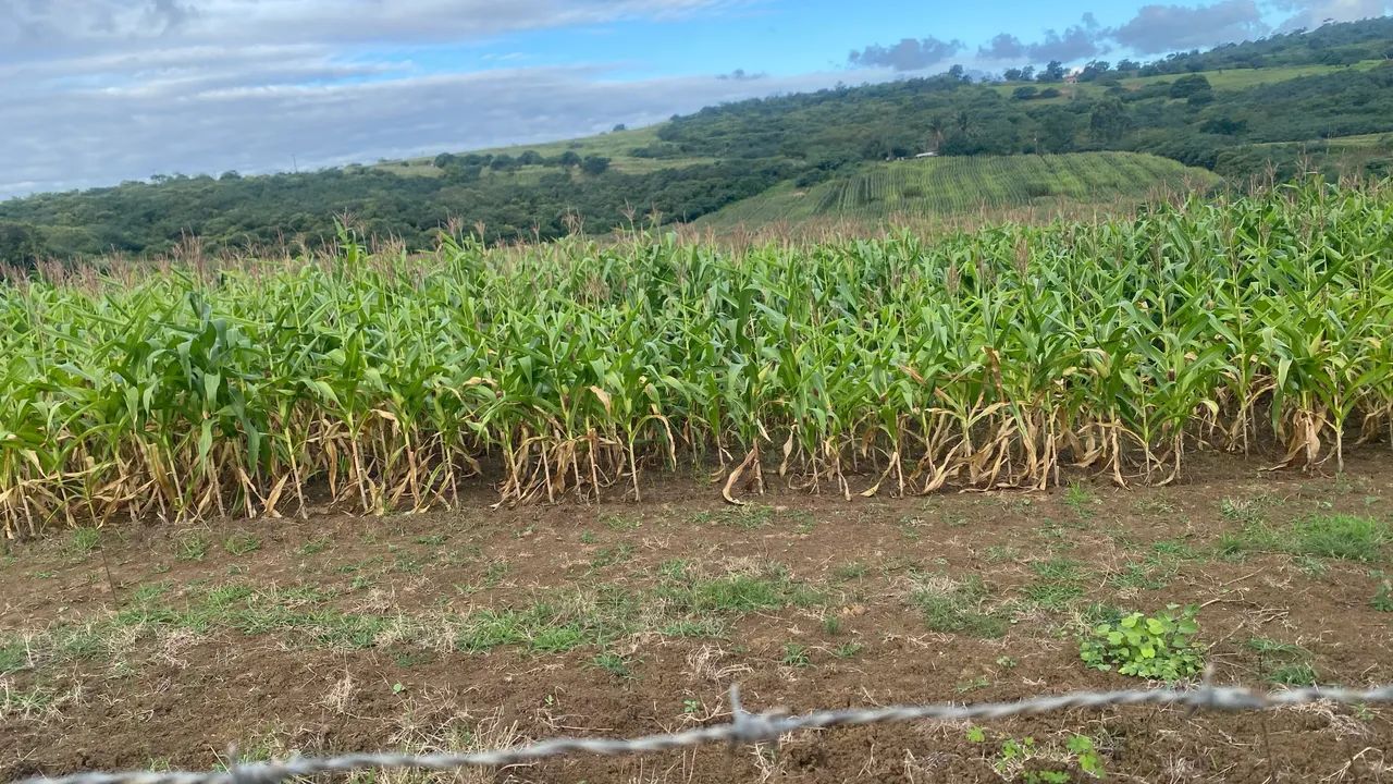 Vendo terreno de 27 tarefas em Japoatã 