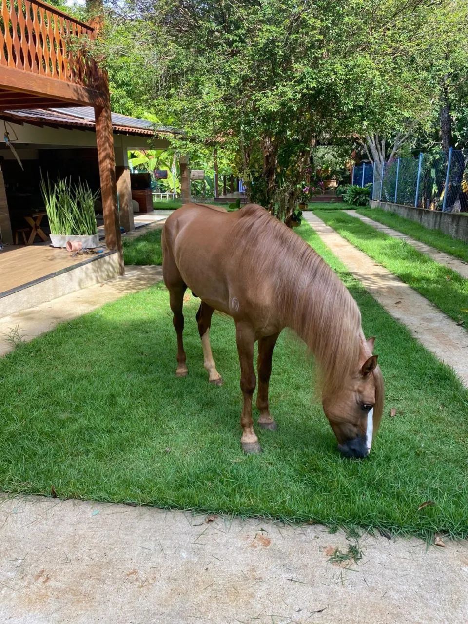 Garanhão Amarilho Registrado - Foto 3