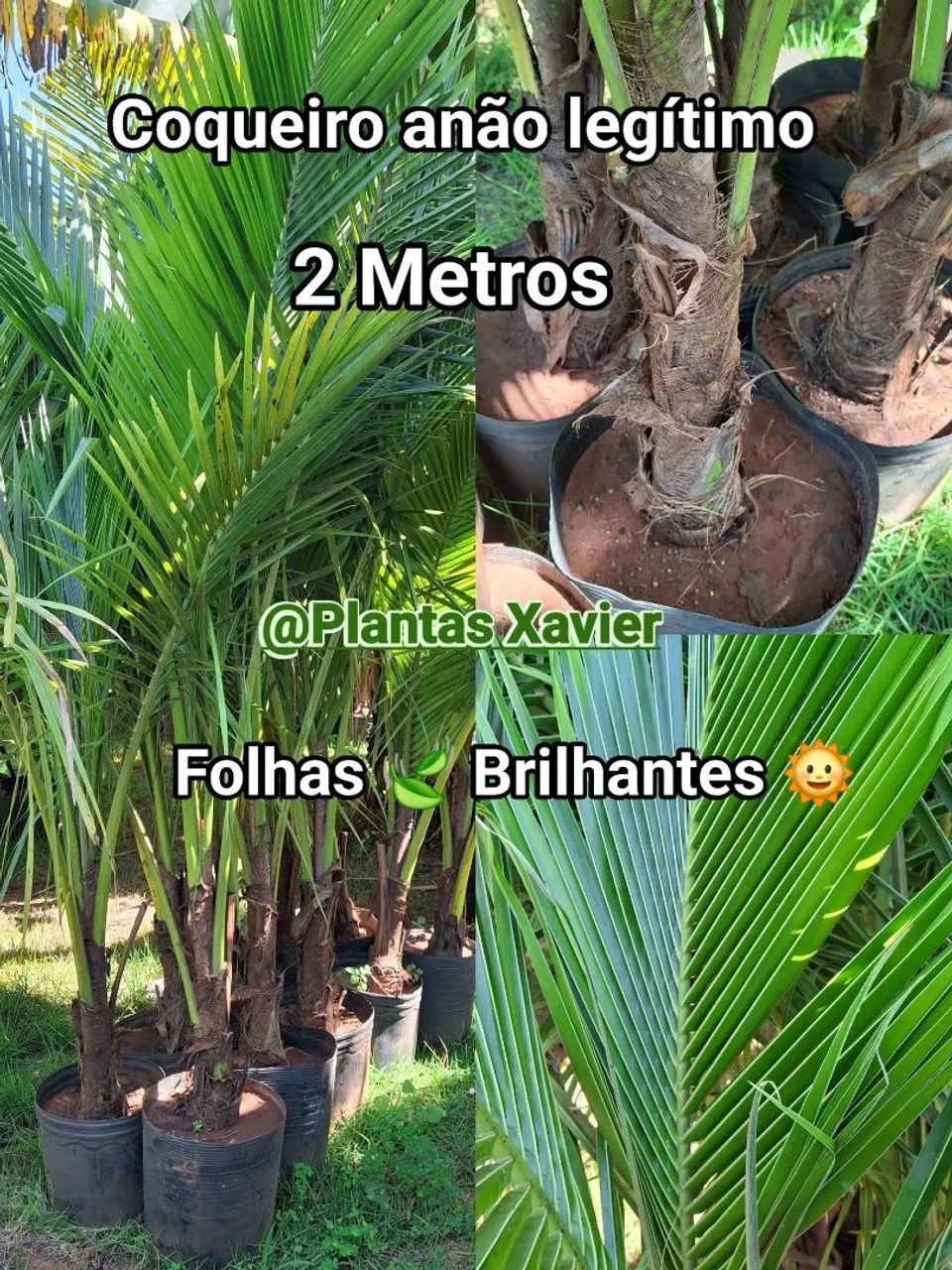 Coqueiro anão legítimo 2M 