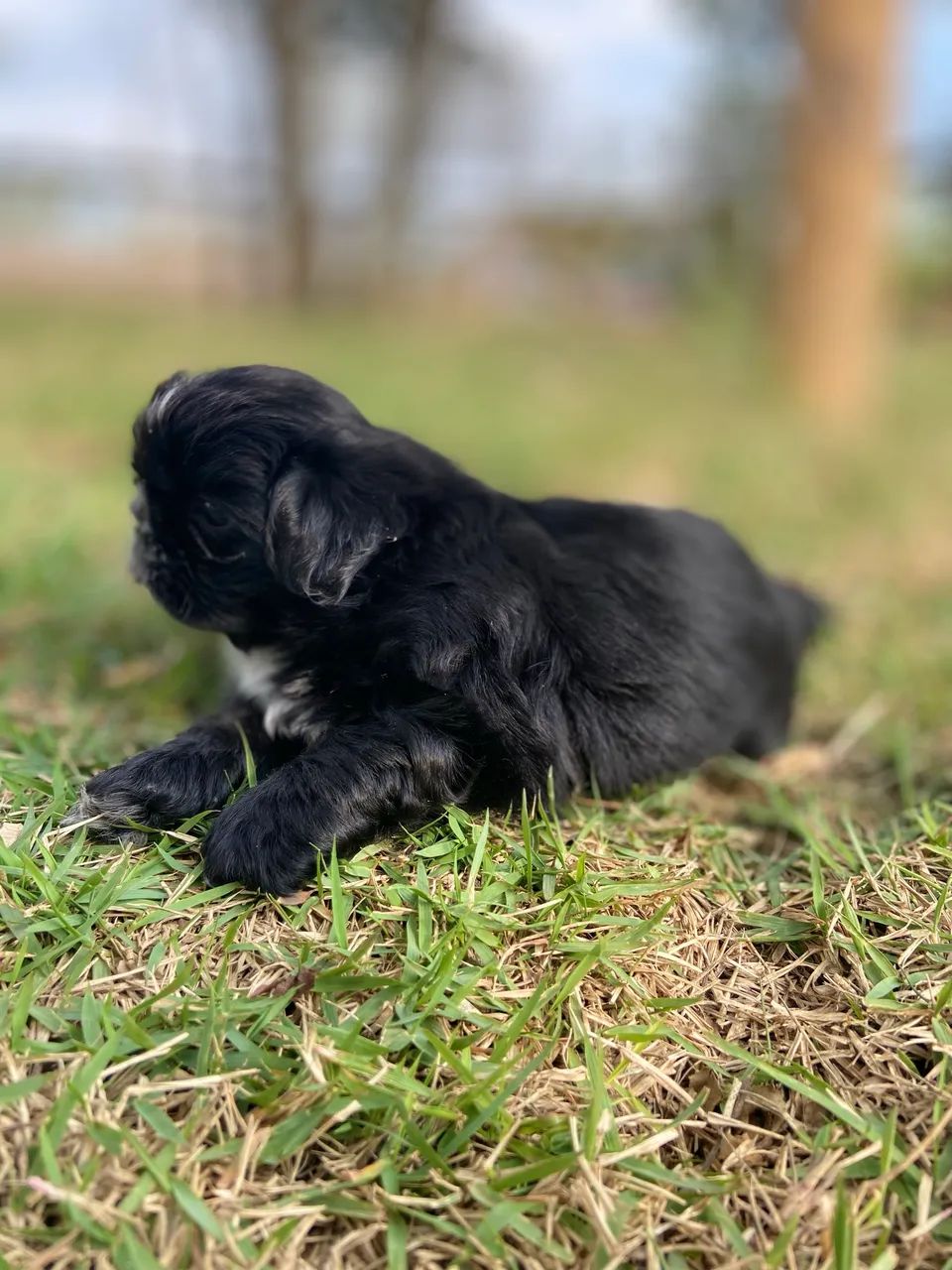 FILHOTE SHIHTZU MACHO  - Foto 5