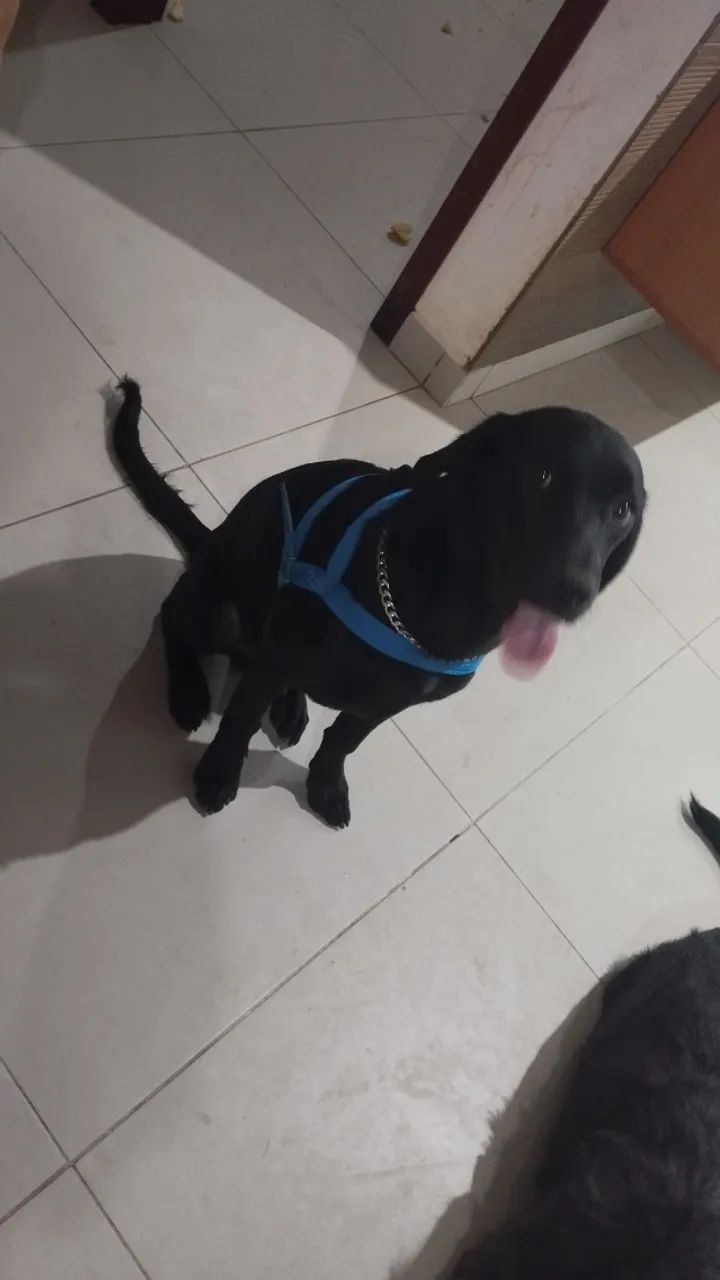 Cachorro para Adoção  - Foto 5