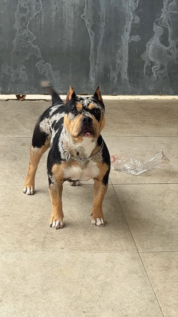 American Bully  - Foto 5