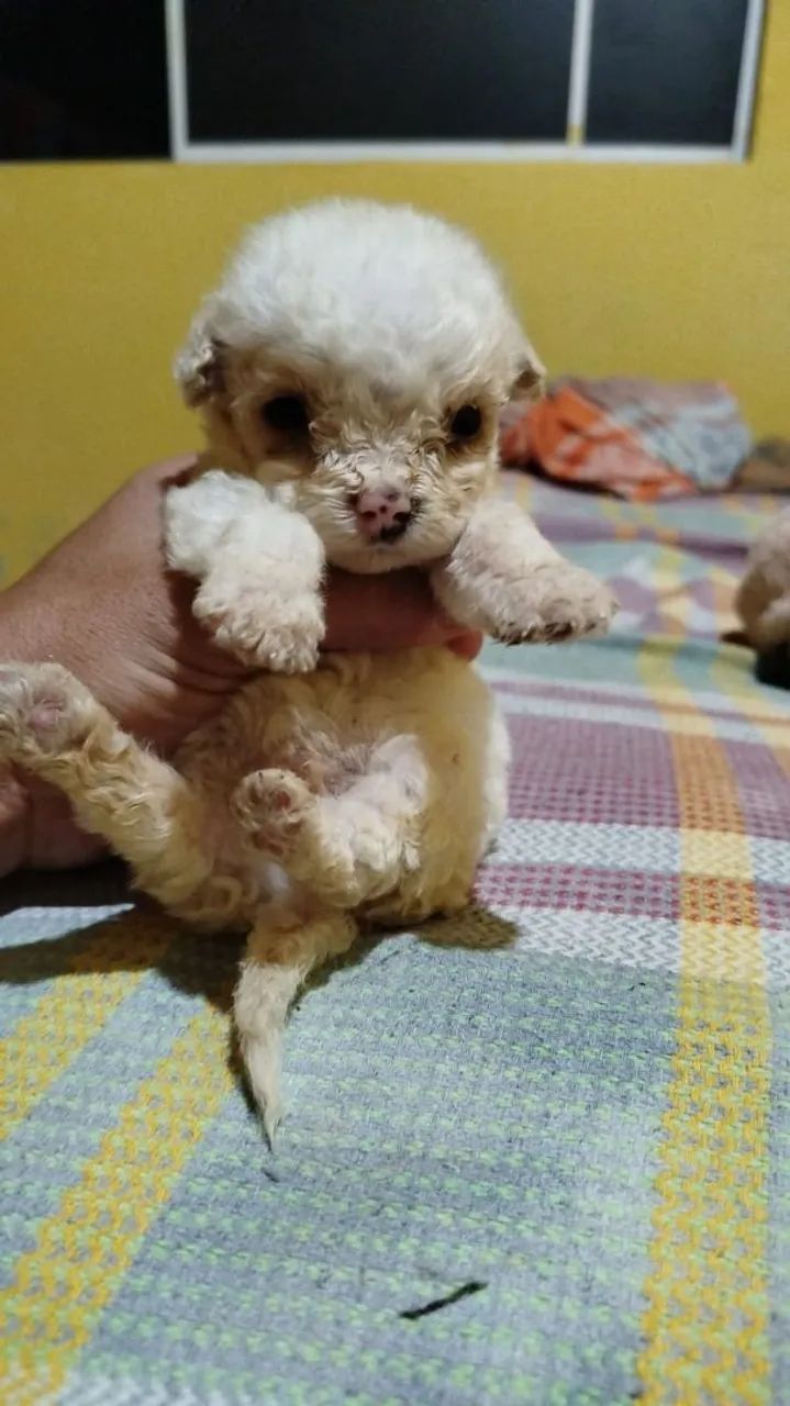 Poodle toyzinho - Foto 3