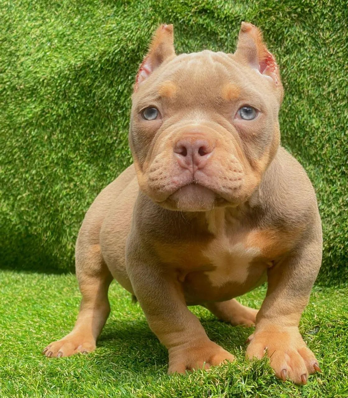 American bully 