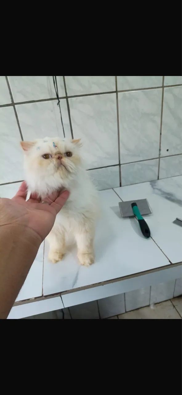 GATA PERSA HIMALAIA VASCINADA SOU DE FERRAZ ZL  - Foto 2