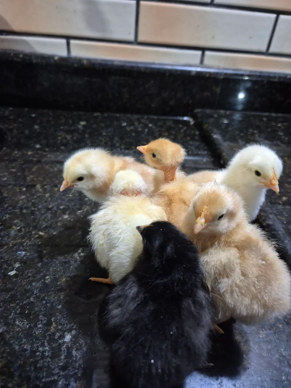7 Pintinhos  - Foto 2
