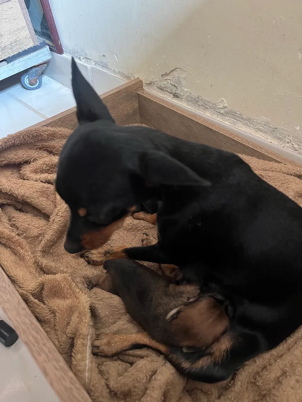 Pinscher  - Foto 4
