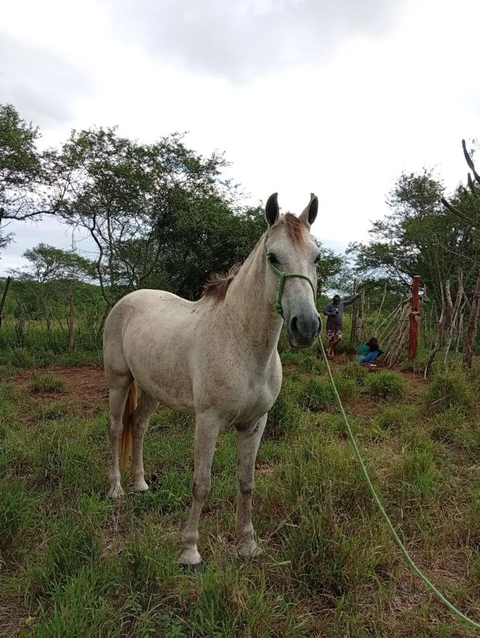  cavalo castrado