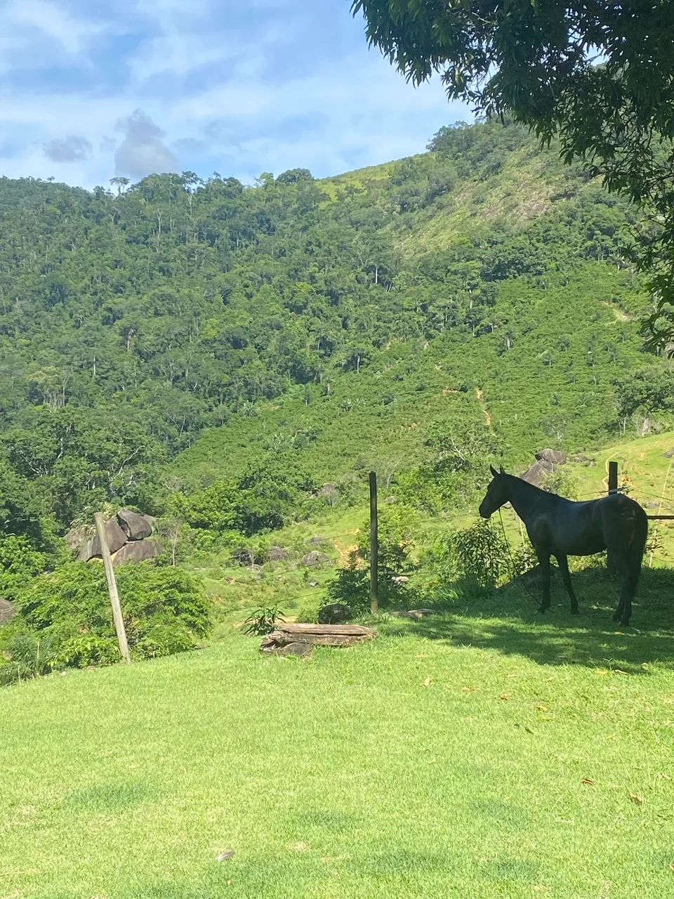 Vendo égua  - Foto 4