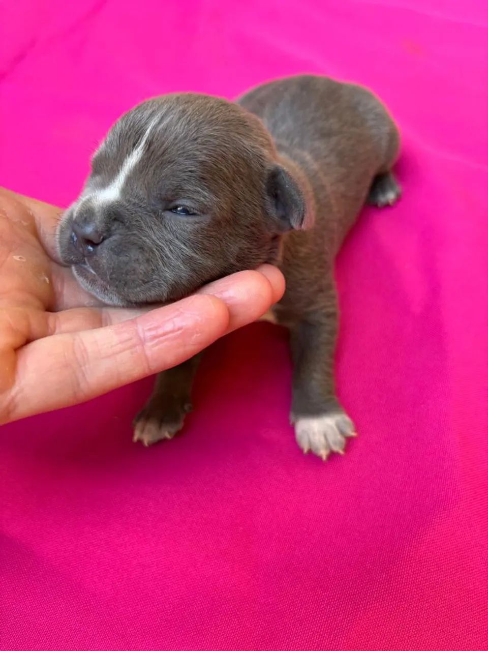 American bully / filhotes - Foto 5