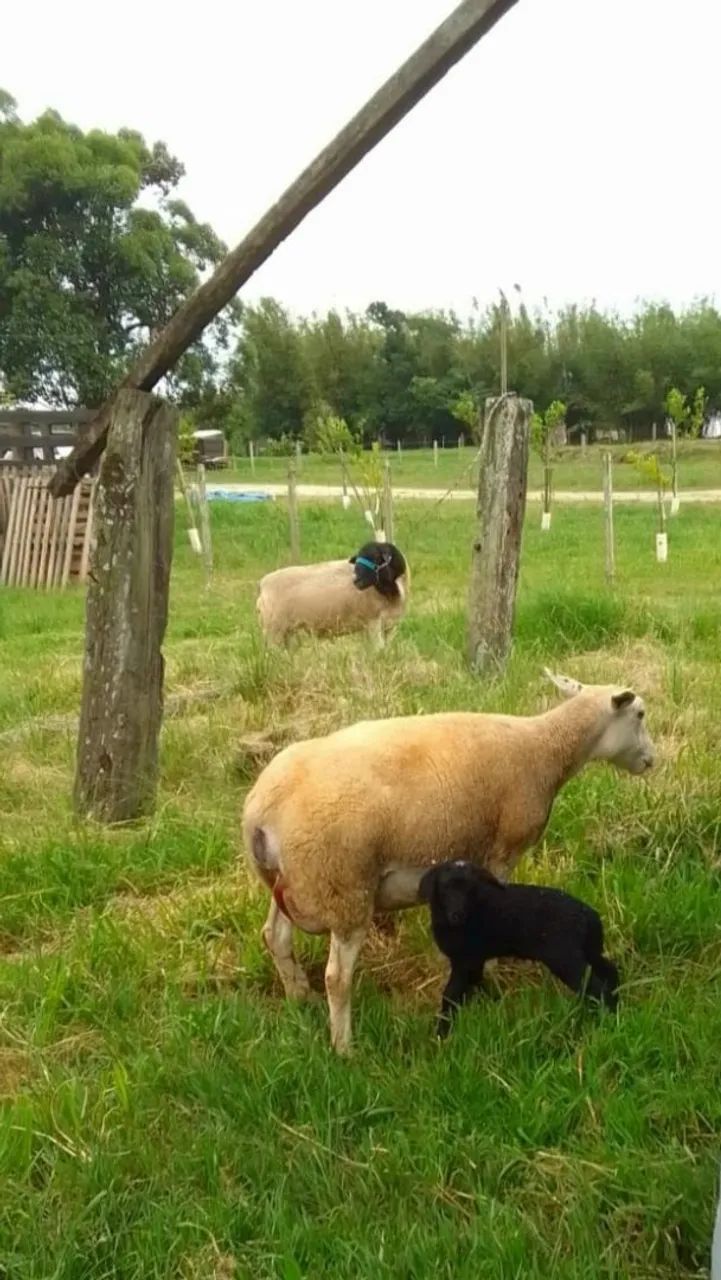 Ovelha Texel  - Foto 2