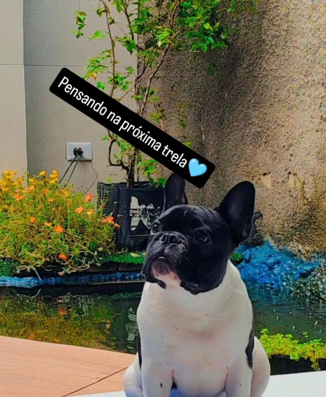 A procura de namoradas  - Foto 2