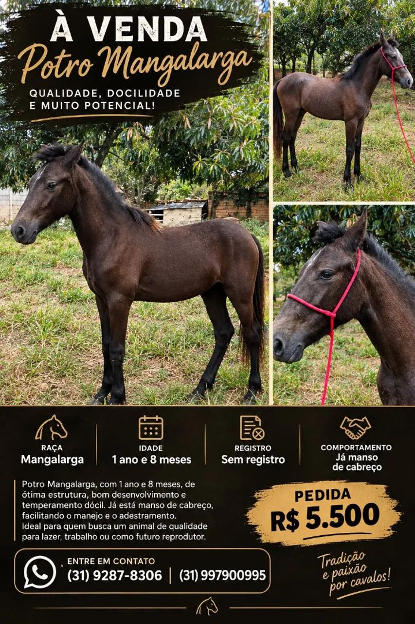 Vendo potro mangalarga 