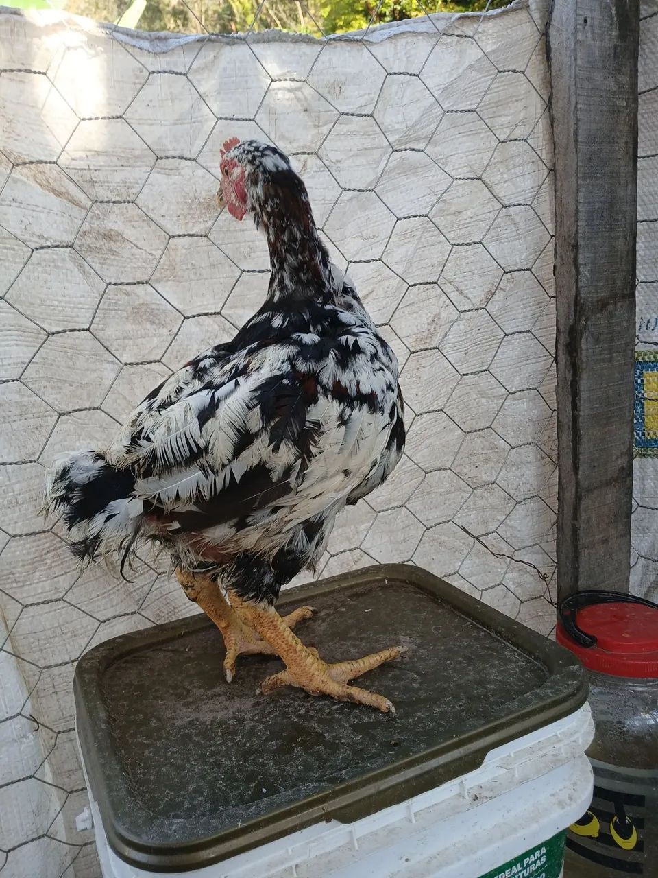 Gsb balão  - Foto 2