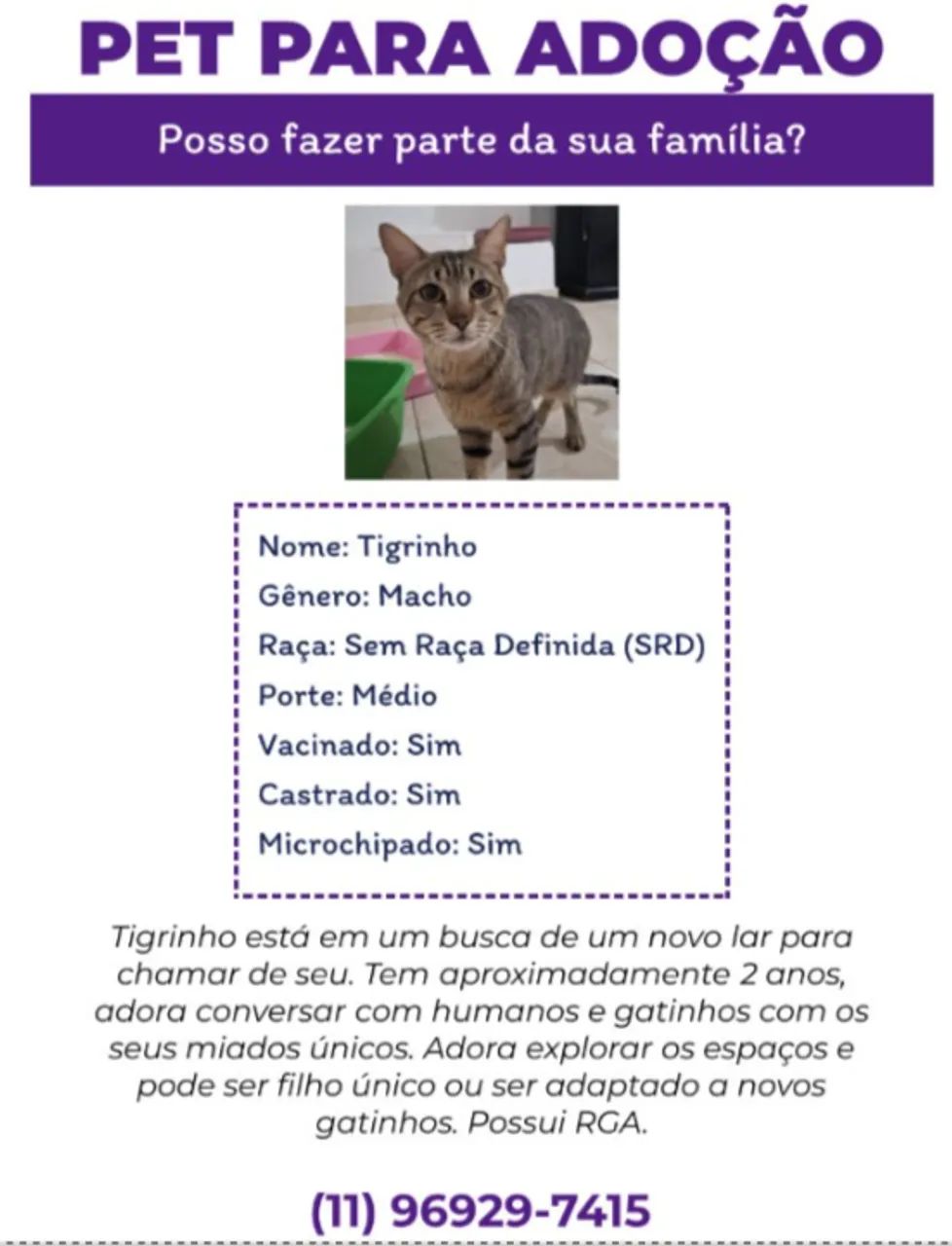 [ZS-SP] Adoção - Gato macho tigrado e cadastrado - Foto 2