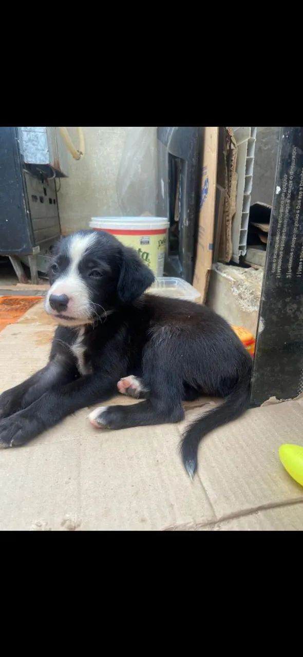 Adoção responsável  - Foto 2