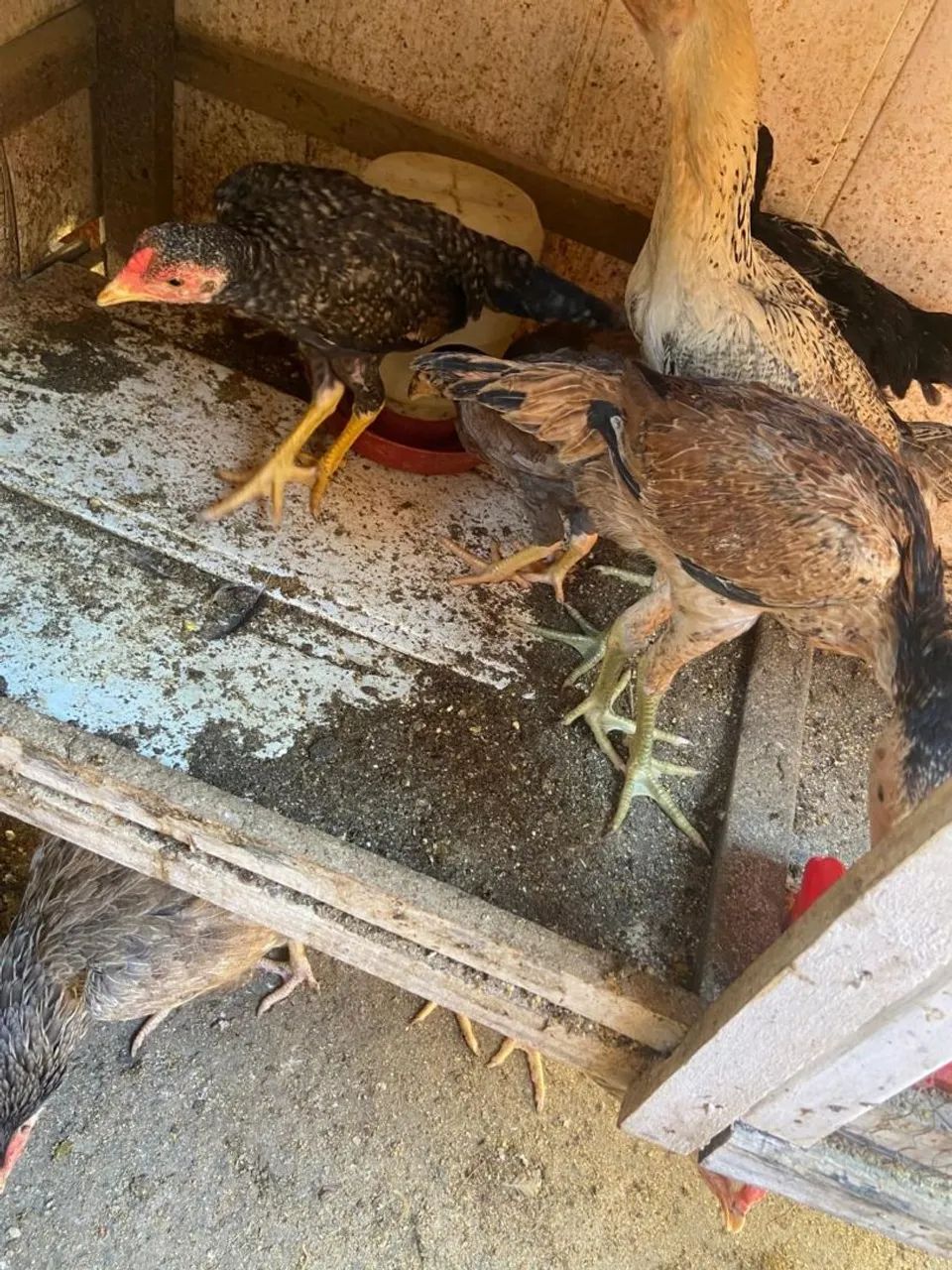 Frango caipira  - Foto 5