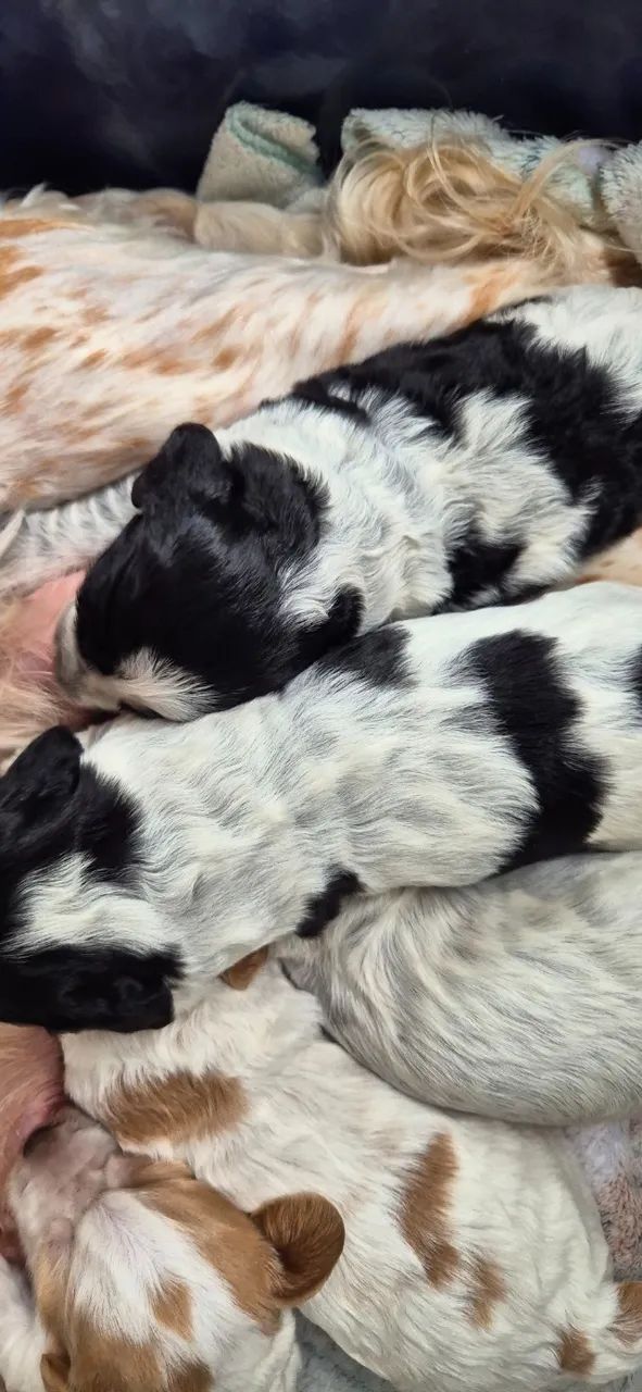 Cocker spaniel _Filhotes machos