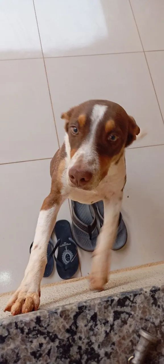 Cachorro - Foto 2
