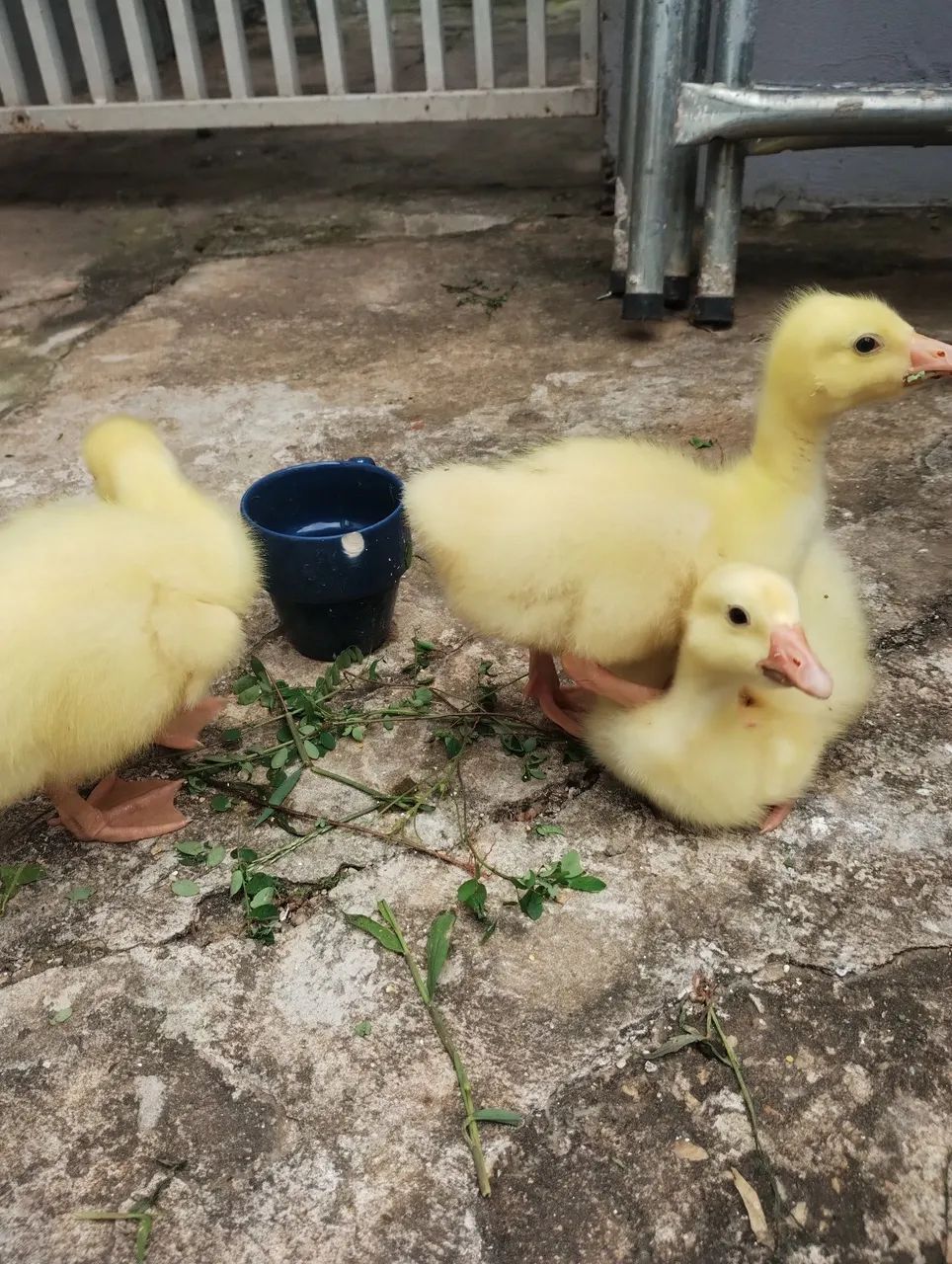 gancinhos chinês  - Foto 3