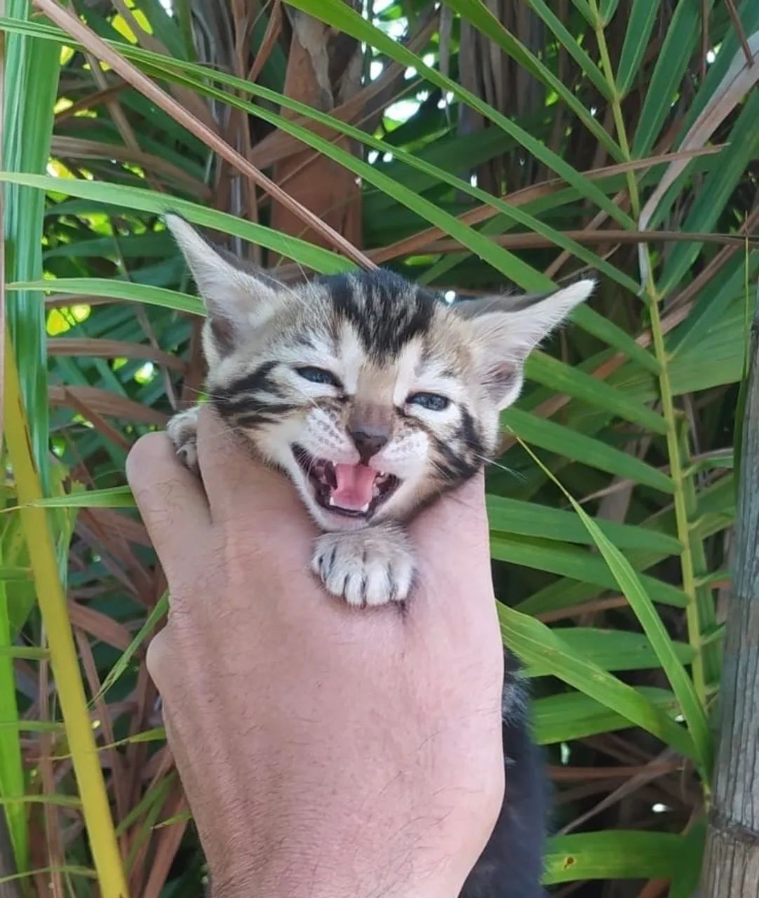 Bengal filhotes encantadores