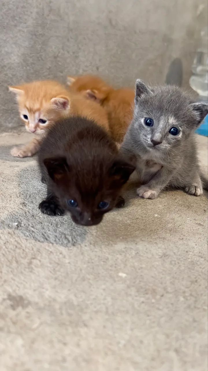 Gatos/adoção !!!  - Foto 2