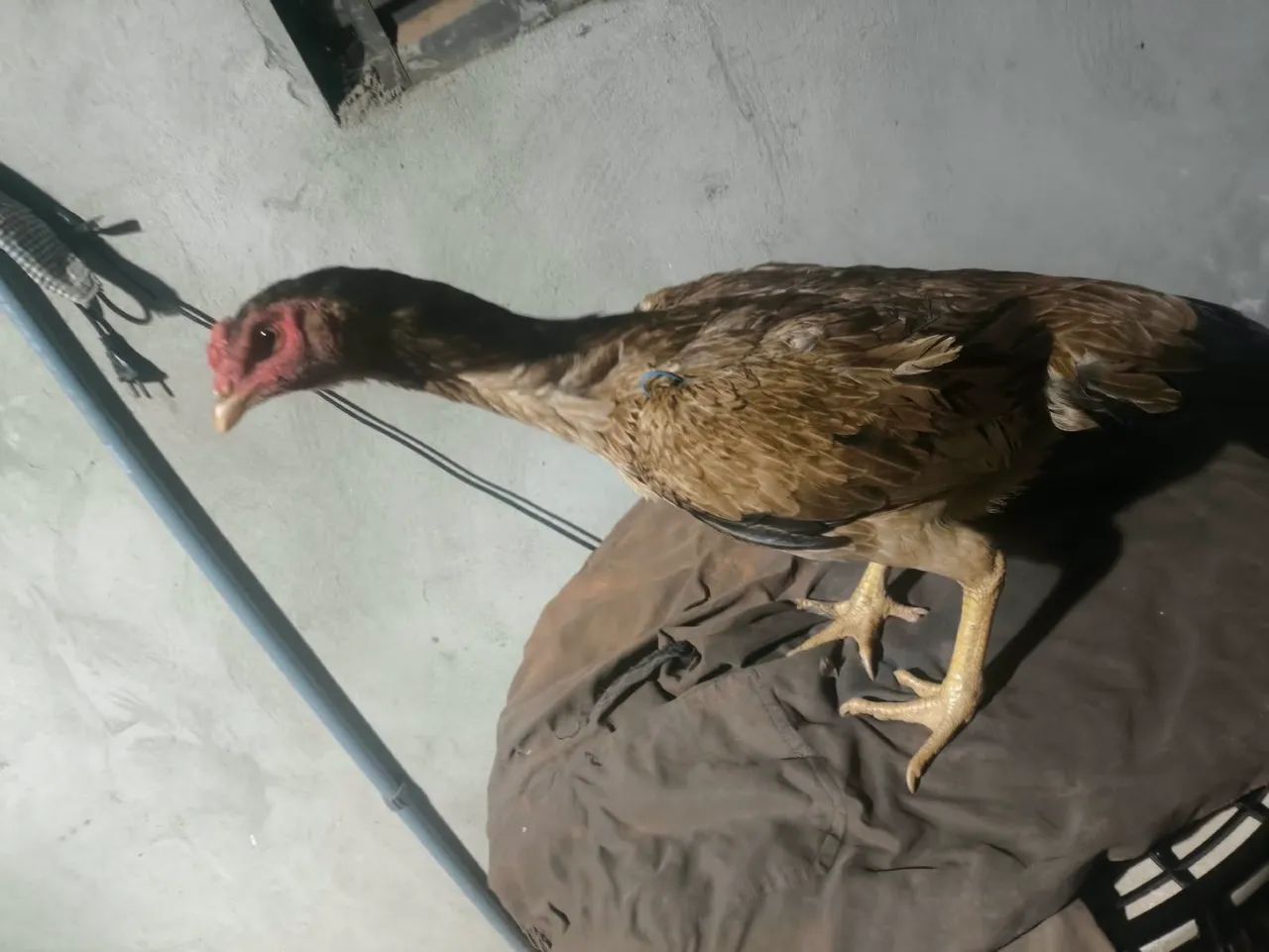 Vendo galinha índia  - Foto 2