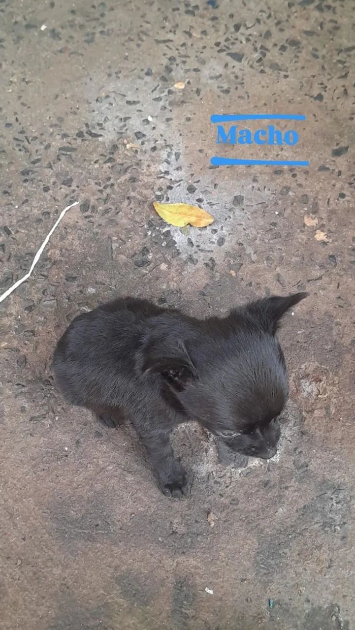 Doação  - Foto 2