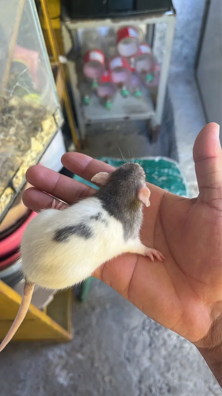 Ratos  - Foto 3