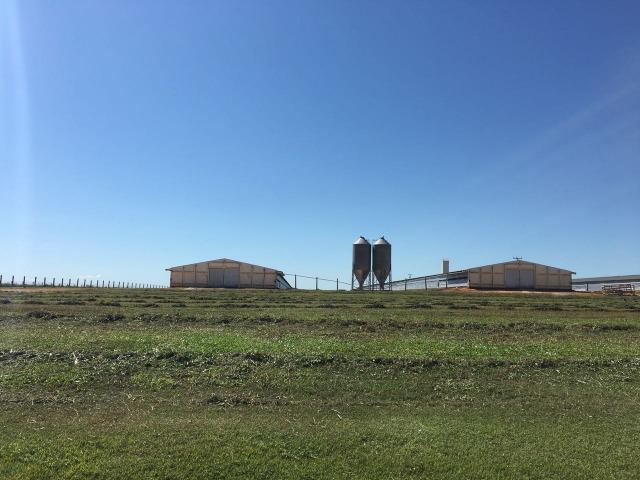 Granja com área de 40 hectares, localizada a 50 km de Lucas do Rio Verde - Foto 6