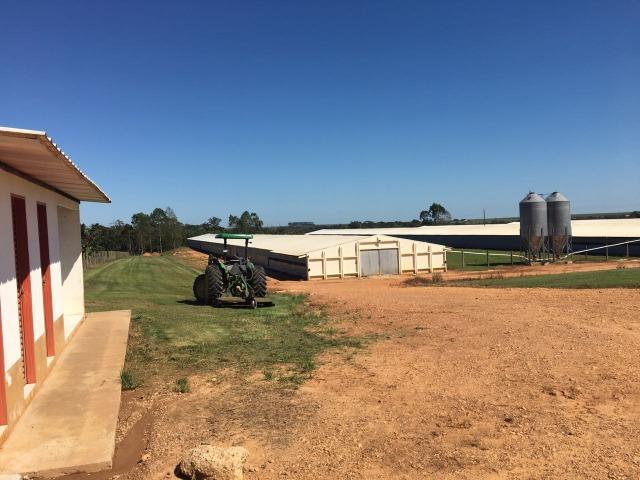 Granja com área de 40 hectares, localizada a 50 km de Lucas do Rio Verde - Foto 4