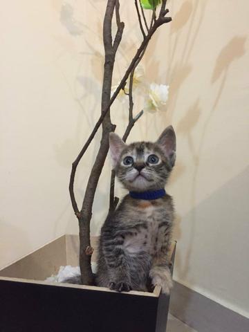 Adoção de Gatos