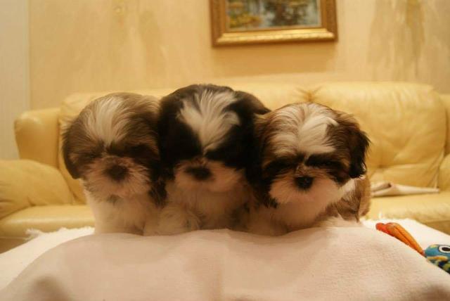 Filhote de shih tzu Canil PS - Foto 3