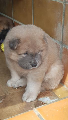 Filhotes Chow Chow - Foto 4