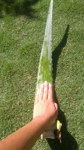 Babosa - aloe vera - Foto 4