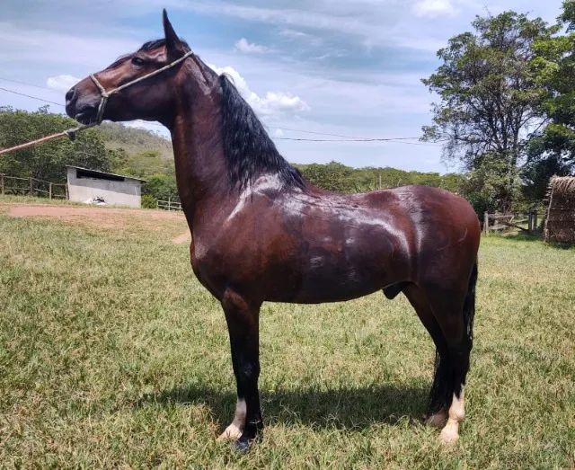 Cavalo alazão tostado de marcha picada - Cavalos e acessórios - Mata de São  João 1246892923