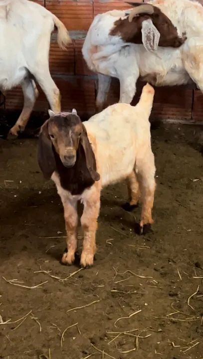 Cabrito reprodutor Boer puro desmamado - Foto 5