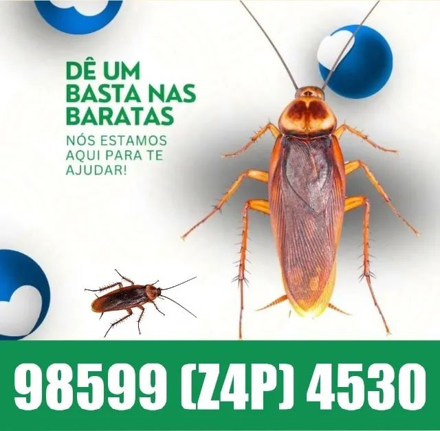 dedetização detetização dedetizadora  Ligue para soluções imediata