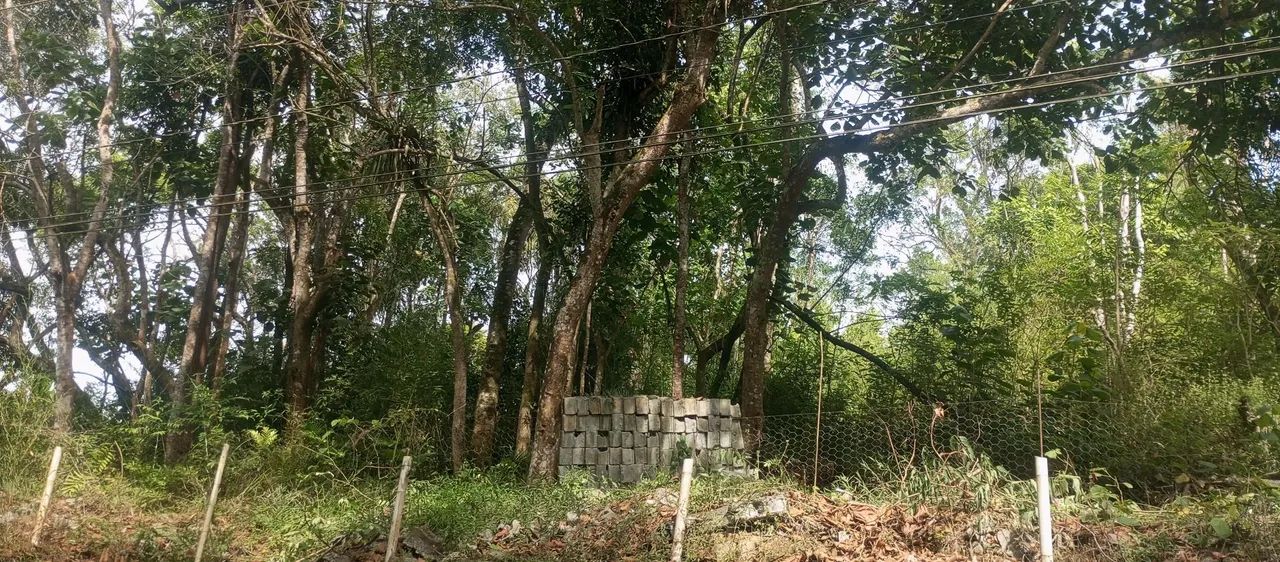 foto - Suzano - Jardim dos Eucaliptos
