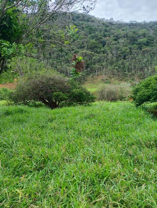 Fazenda a venda  - Foto 11