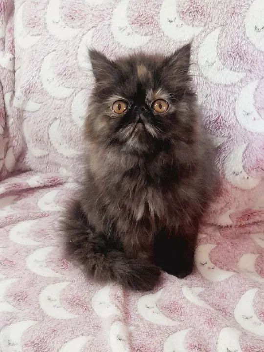 PERSA SHOW Fêmea - cor BlackTortie