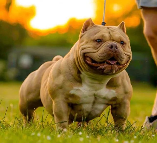 American store bully olx