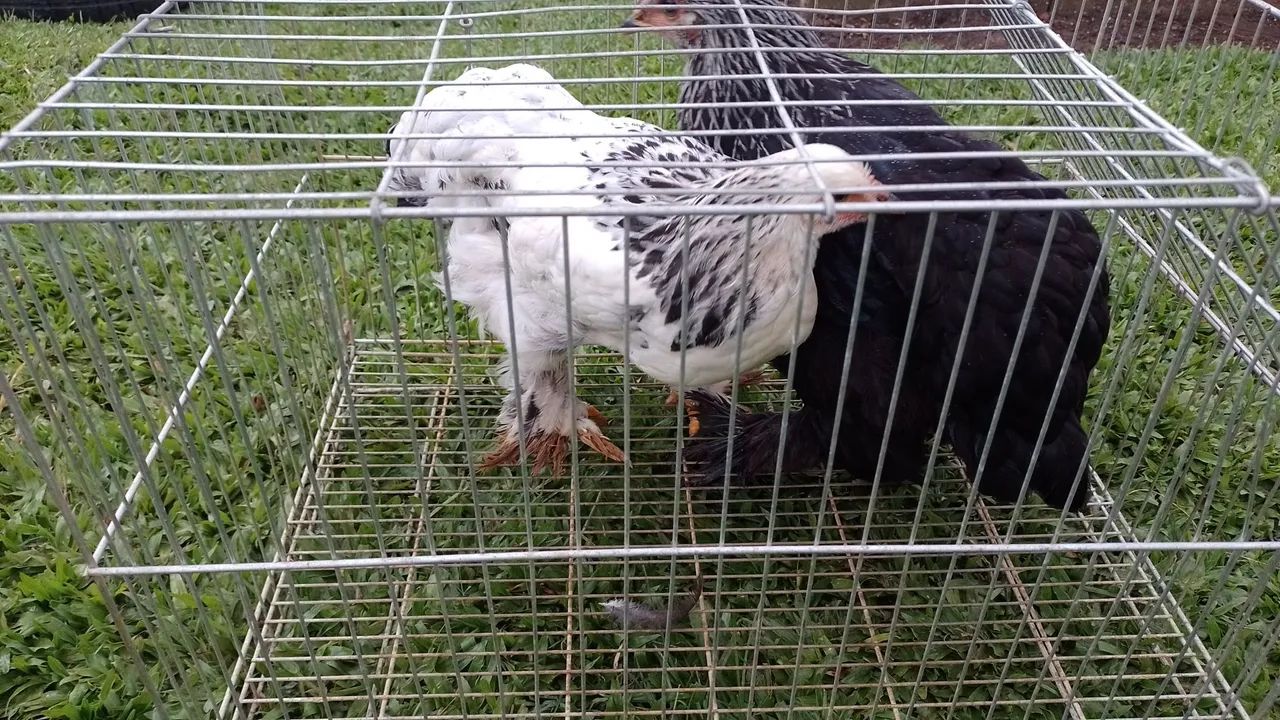 Frangas Brahma  - Foto 3