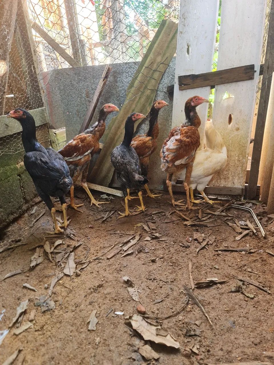 Casal de frango índio gigante, 200.00 - Foto 2