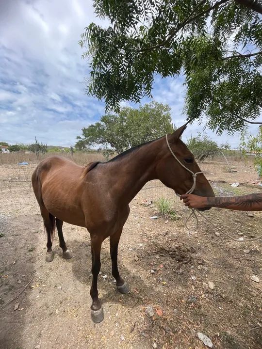 Podra Mangalarga Marchador - Foto 2