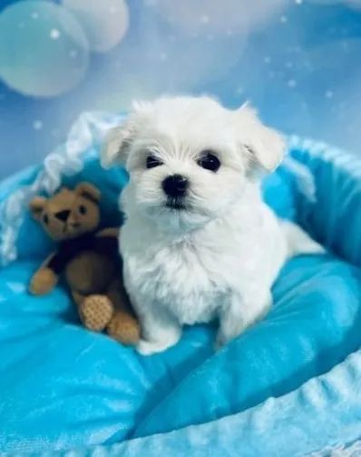Maltês Pequeno e Micro - Filhotes Lindos e Brancos!