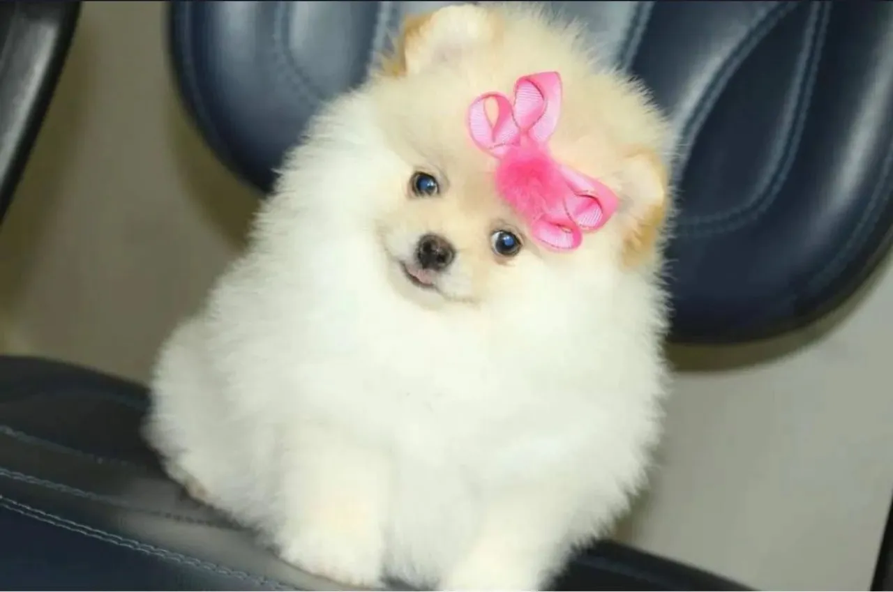 Spitz Alemão anão fêmea e machos filhotes lindos