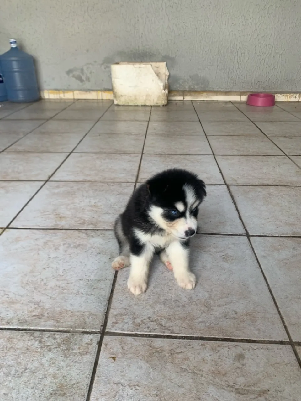 Cachorros husky siberiano