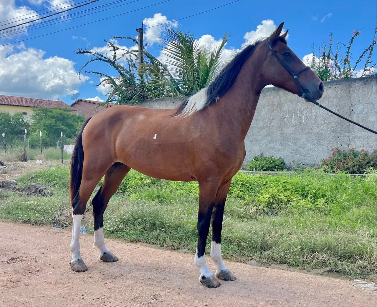 Cavalo Mangalarga Marcha Picada  - Foto 2