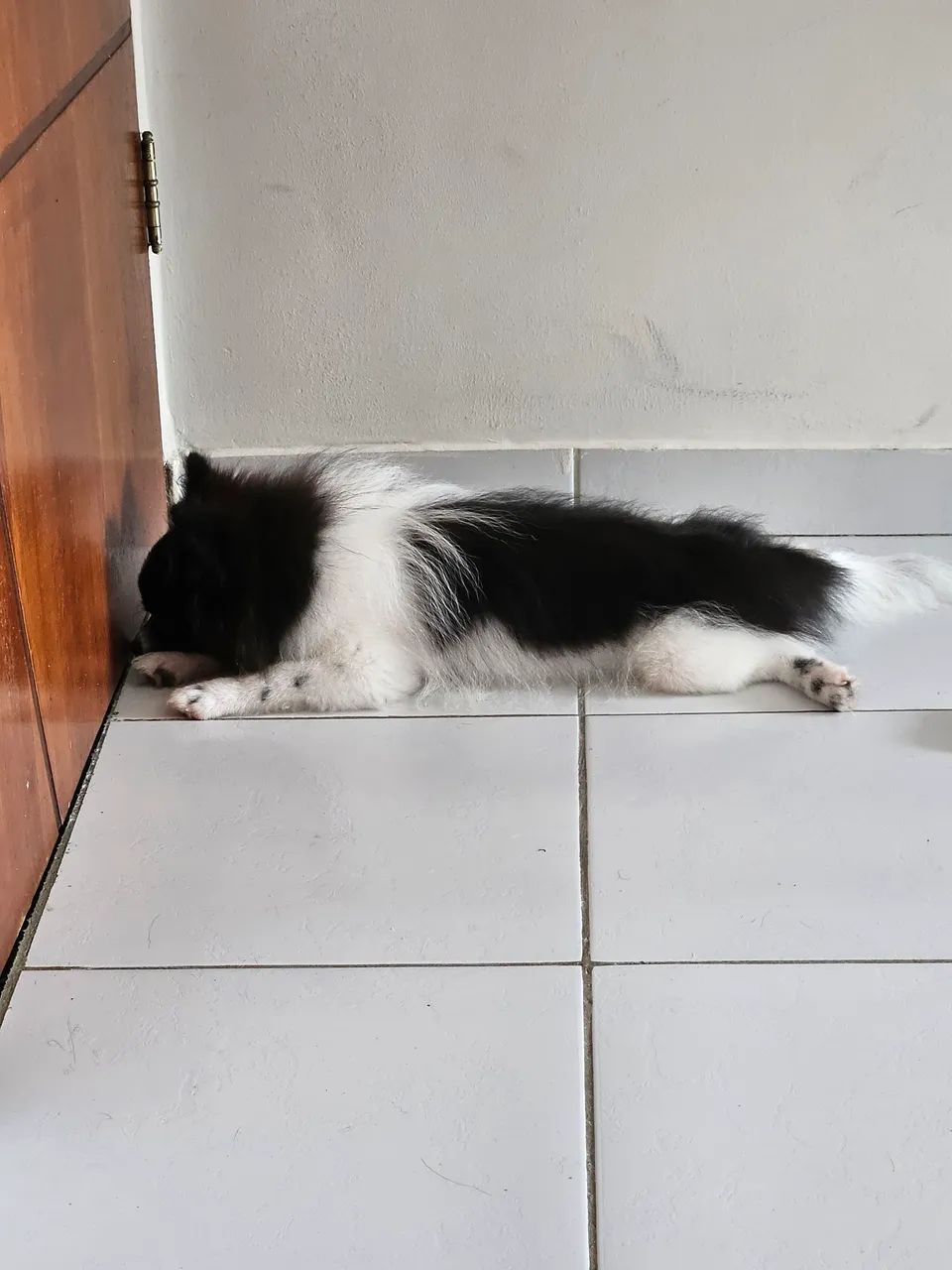 Filhote de Spitz Alemão - Foto 2